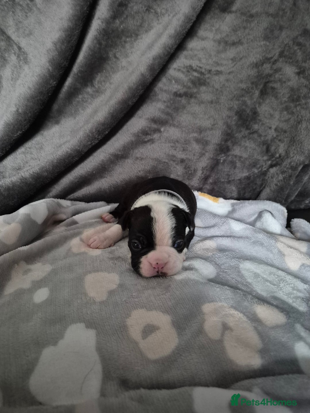 Boston Terrier dogs for sale: Gorgeous chunky Boston terrier pups - Advert 10
