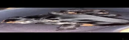 Dachshund dogs for sale: 7 Beautiful Dachshund Puppies  - Advert 4