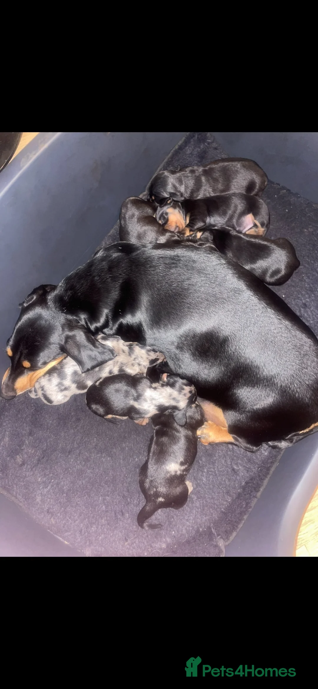 Dachshund dogs for sale: 7 Beautiful Dachshund Puppies  - Advert 4