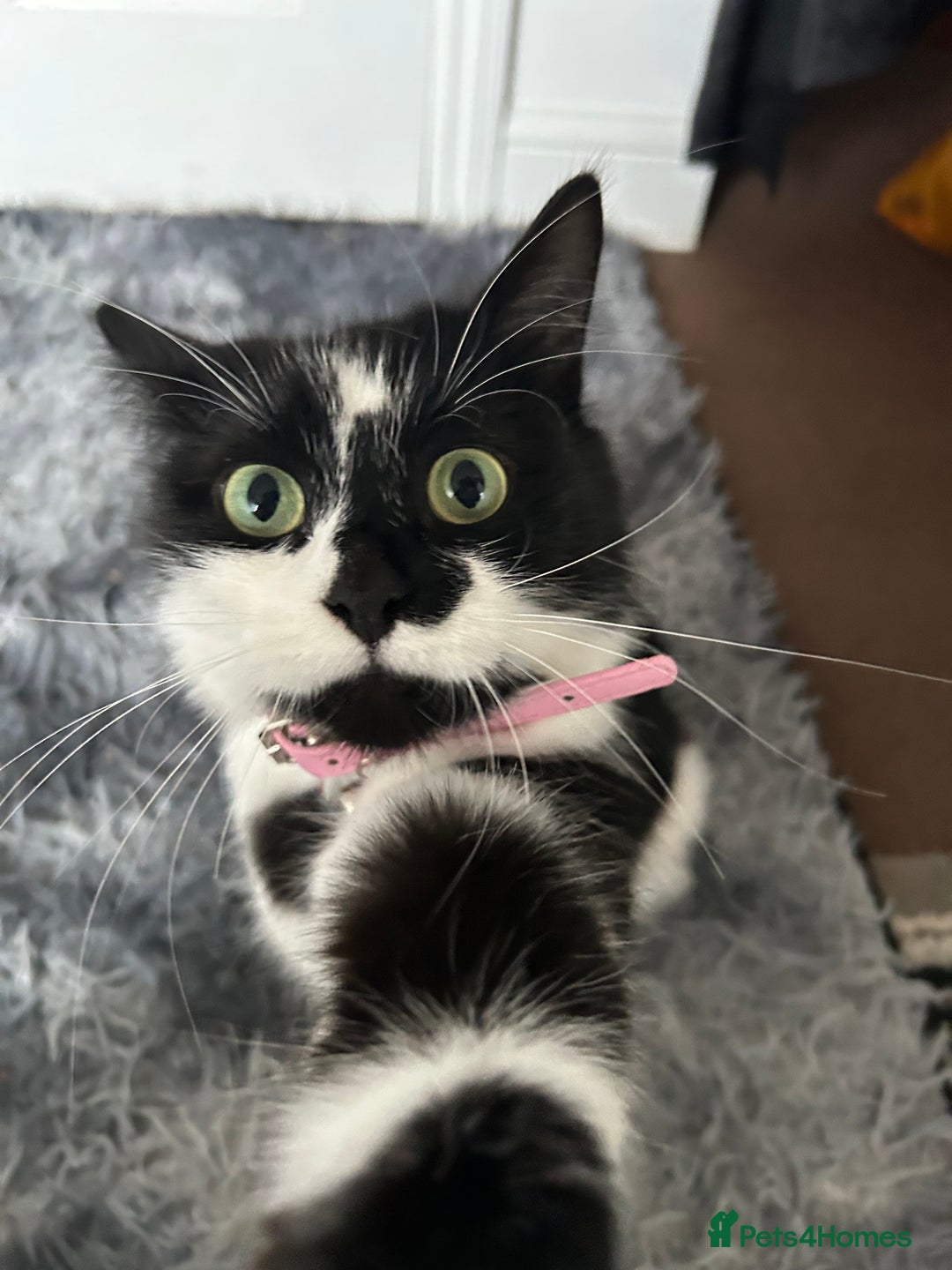 Mixed Breed cats for sale: Two cats for sale. - Image 4