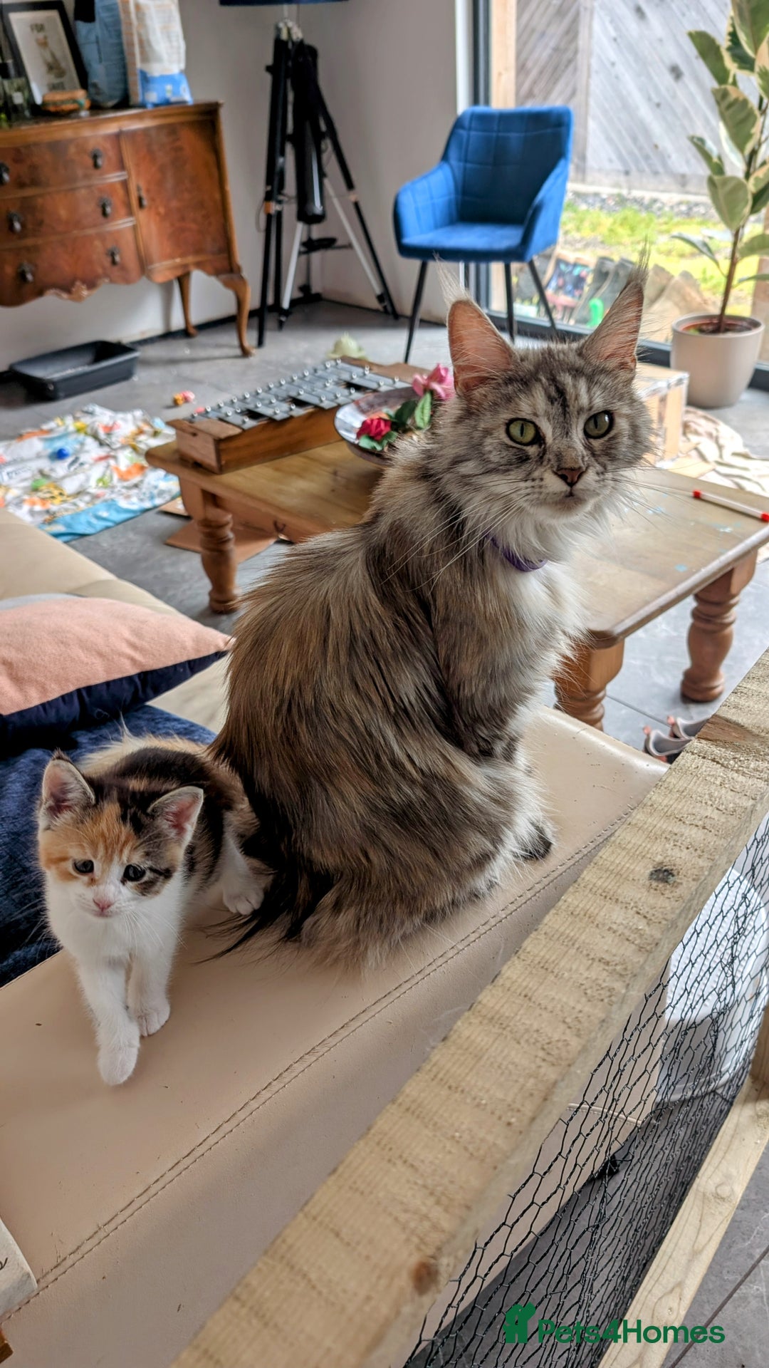 Maine Coon cats for sale: 😽 Cuddly Maine coon kittens 😽 in Preston - Image 12