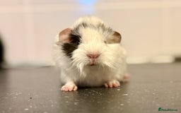 Guinea Pig rodents for sale: Boys and girls  - Image 7