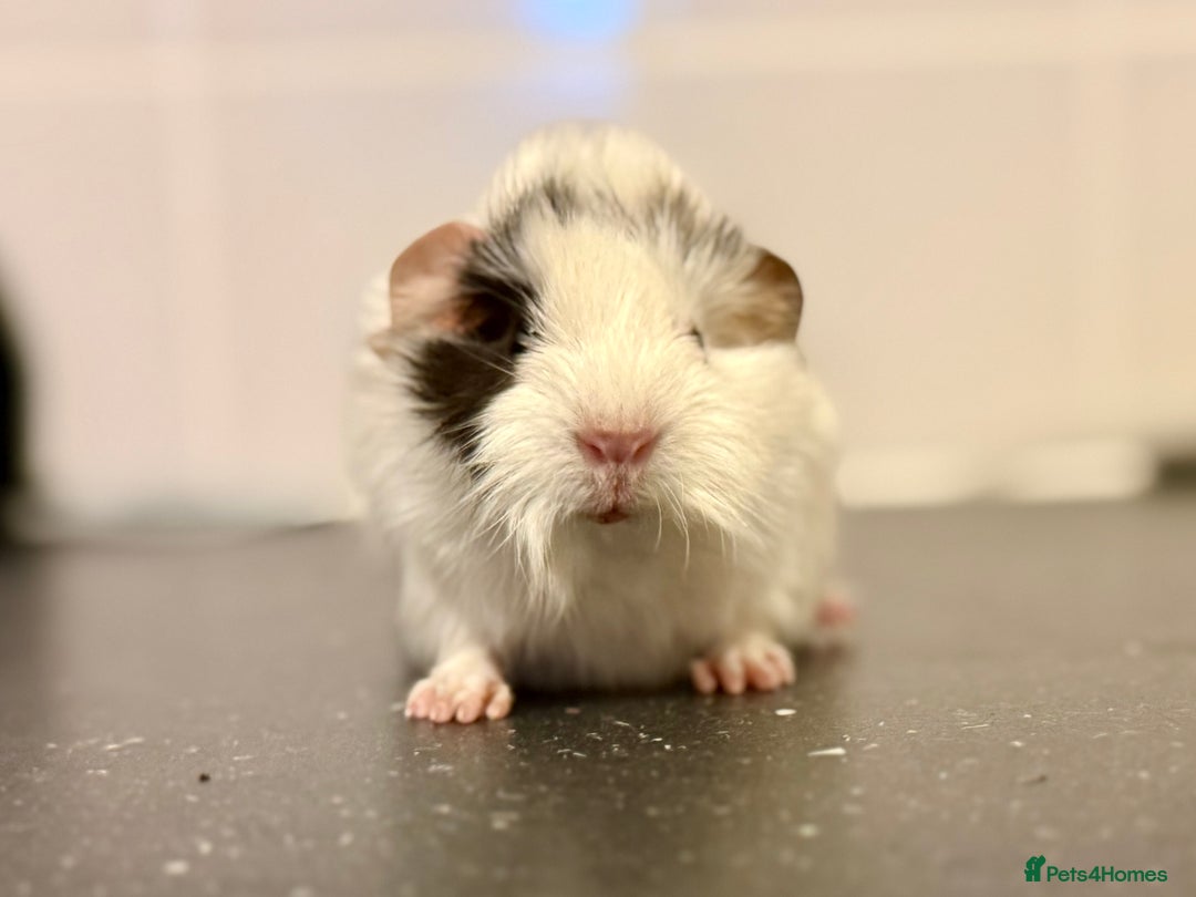 Guinea Pig rodents for sale: Boys and girls  - Image 7