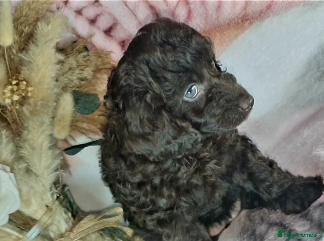 Mixed Breed dogs for sale: STUNNING RARE COLOURS F1B GOLDENDOODLE LITTER - Advert 35