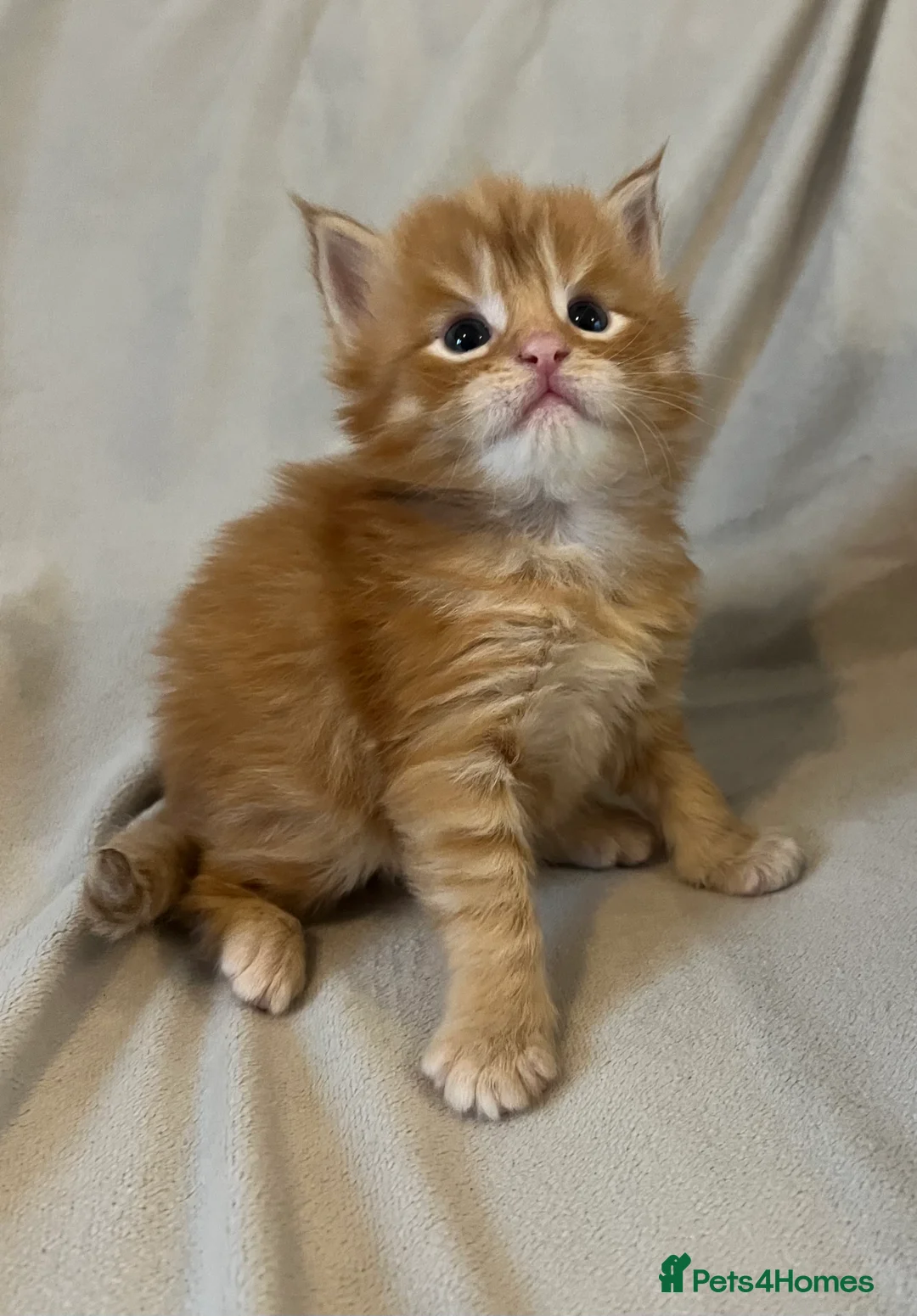Maine Coon cats for sale: Beautiful and healthy litter of Maine coon kittens - Advert 9