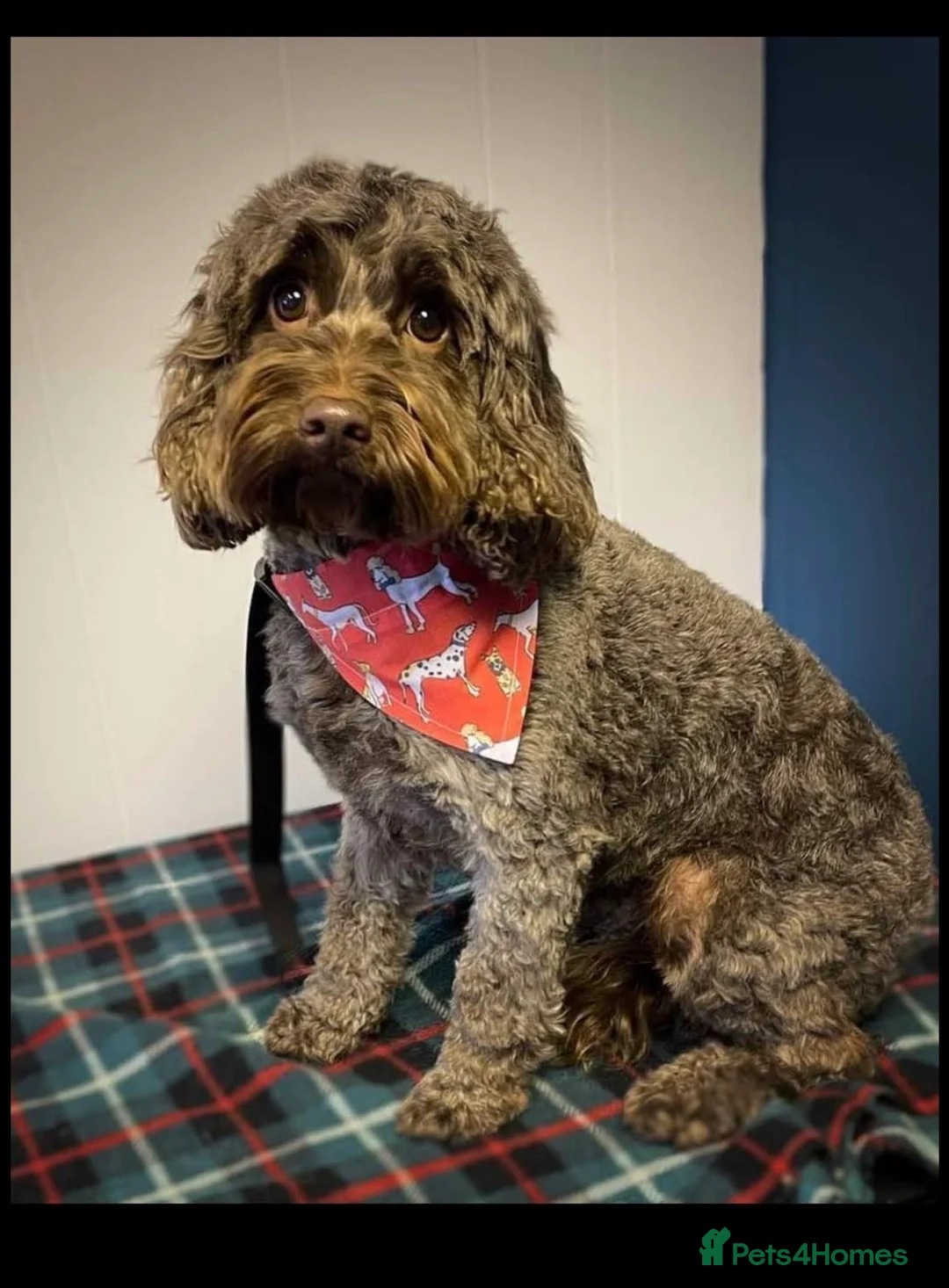 Cockapoo dogs for sale: 5 Beautiful Cockapoo’s - Advert 1