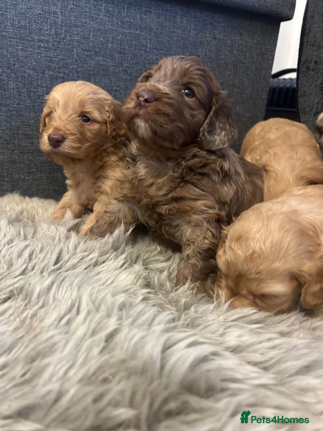 Cockapoo dogs for sale: Stunning Litter of Cockapoo Puppies in Bolton - Advert 1