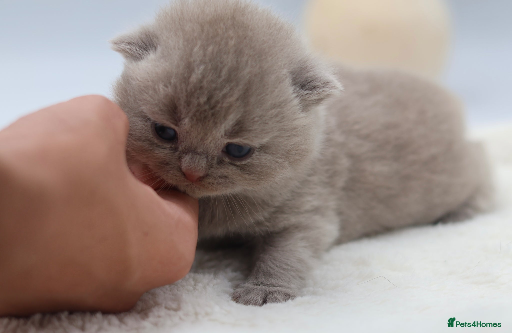 British Shorthair cats PEDIGREE REGISTERED CHUNKY BRITISH SHORTHAIRS - Advert 2