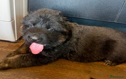 German Shepherd dogs for sale: Stunning Pedigree German Shepherd Puppies - Image 17