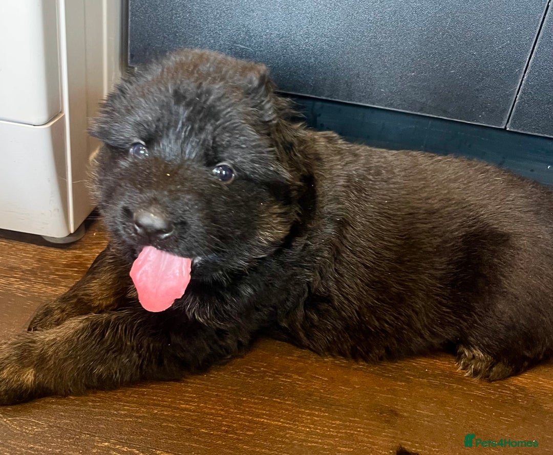 German Shepherd dogs for sale: Stunning Pedigree German Shepherd Puppies - Image 17