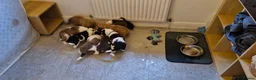 Mixed Breed dogs for sale: Puppies Bull grehound x collie (bull lurchers) - Advert 16