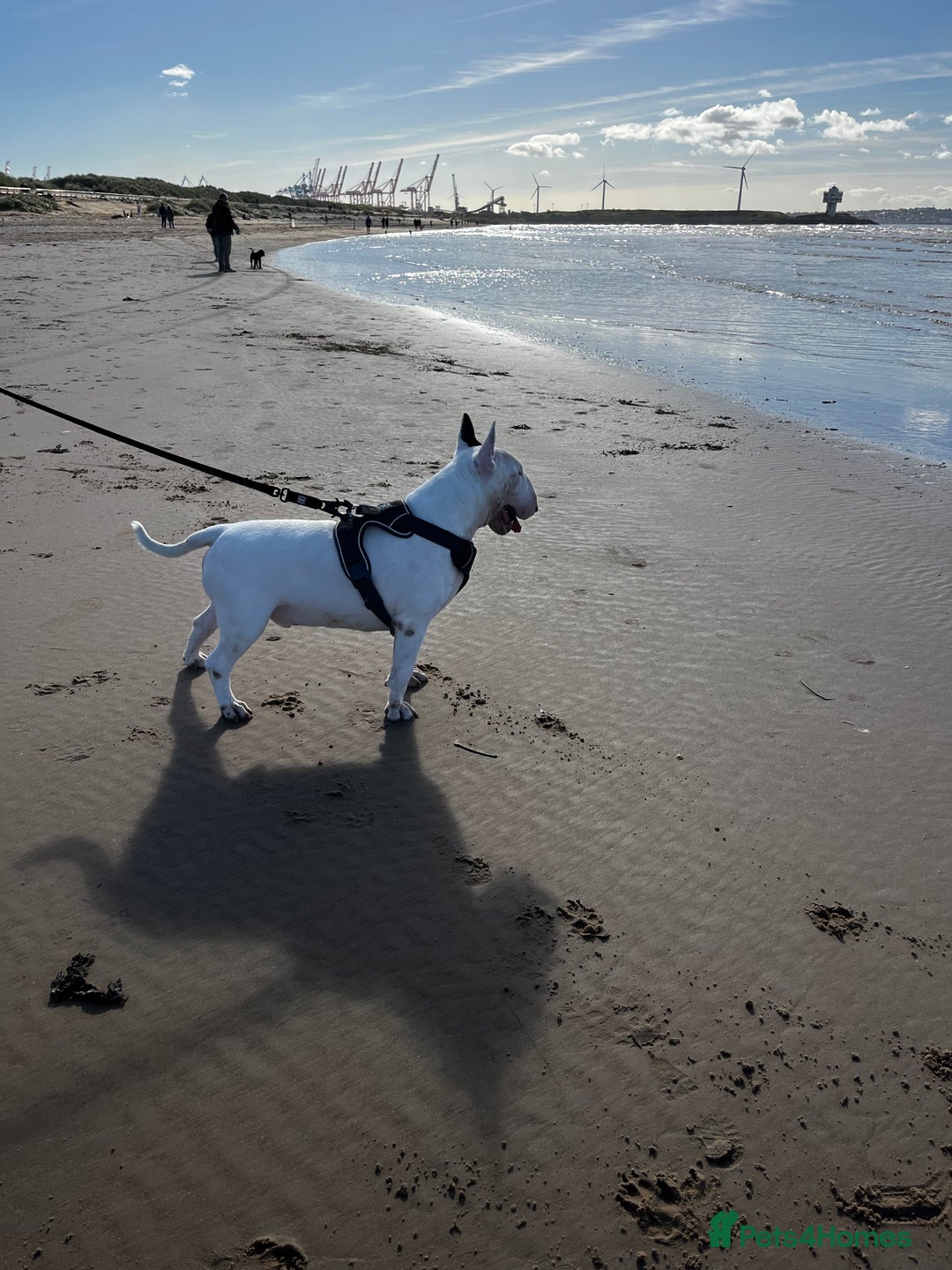 English Bull Terrier dogs for stud: Amazing boy for stud in Liverpool - Advert 8