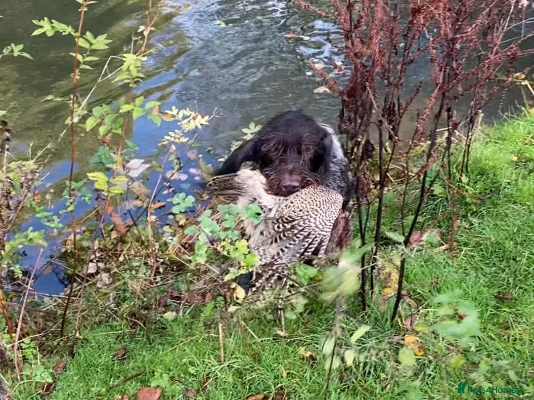 German Wirehaired Pointer dogs for stud: MILVUSTREE MARITIMUS AT HUNTSTAFF at stud  in Tenbury Wells - Advert 7