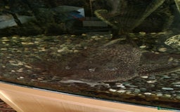 Plecos fish for sale: Pleco  - Image 5