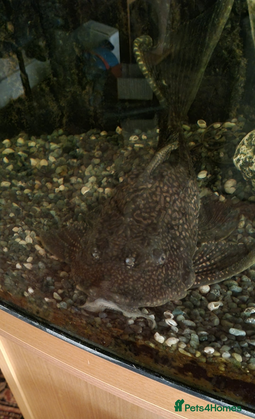 Plecos fish for sale: Pleco  - Image 5