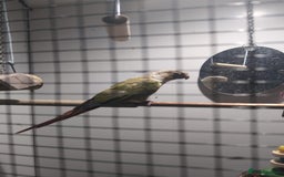 Conures birds for sale: Green cheek concure  - Image 2