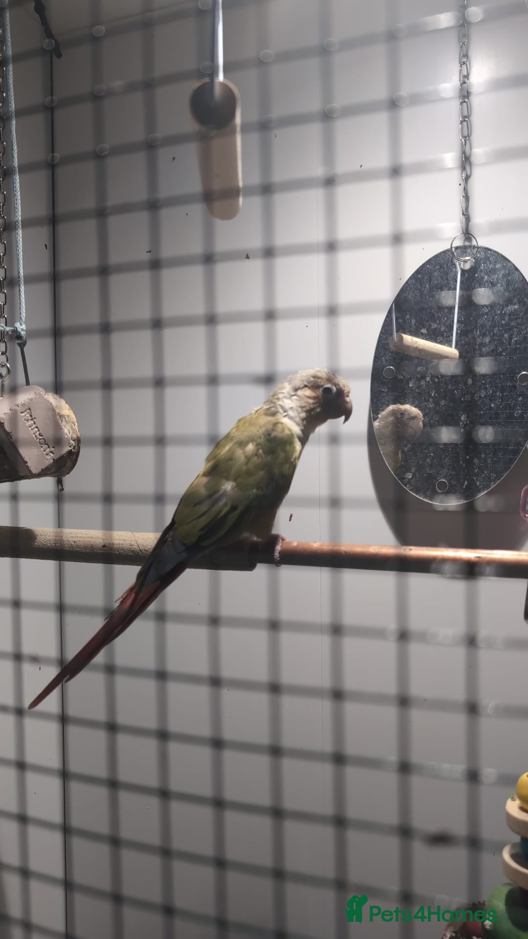 Conures birds for sale: Green cheek concure  - Image 2