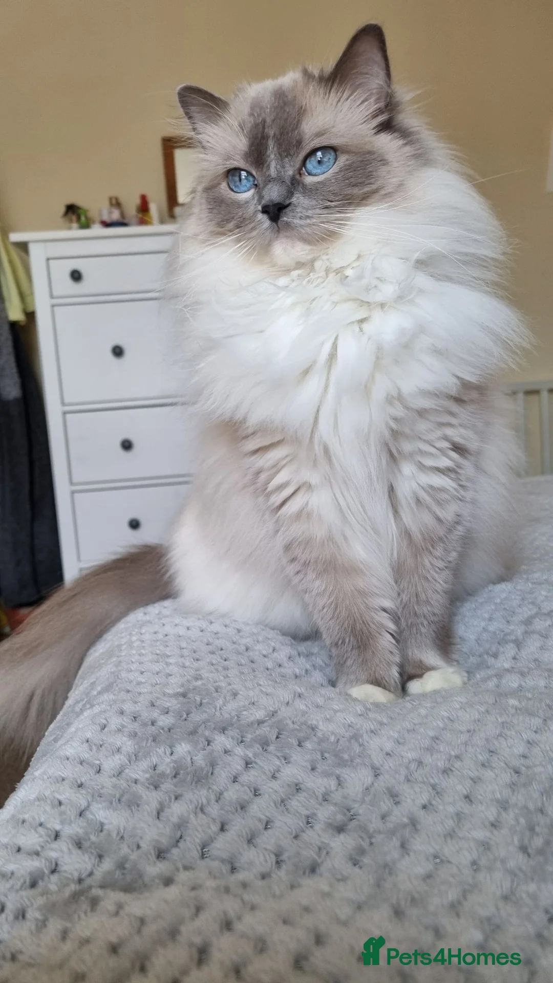 Ragdoll cats for sale: GCCF Gorgeous Ragdoll kittens  - Advert 7