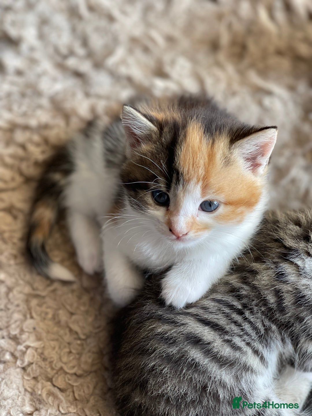 RagaMuffin cats for sale: Bradford based Kittens for sale  - Image 5