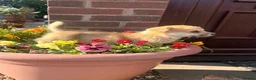 Welsh Corgi Pembroke dogs for sale: Ready to go, 1 left KC Corgi Pups  - Advert 17