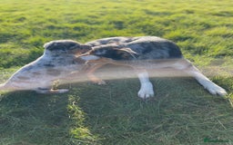 Border Collie dogs for sale: Blue Merle and Tri colour pups - Image 8