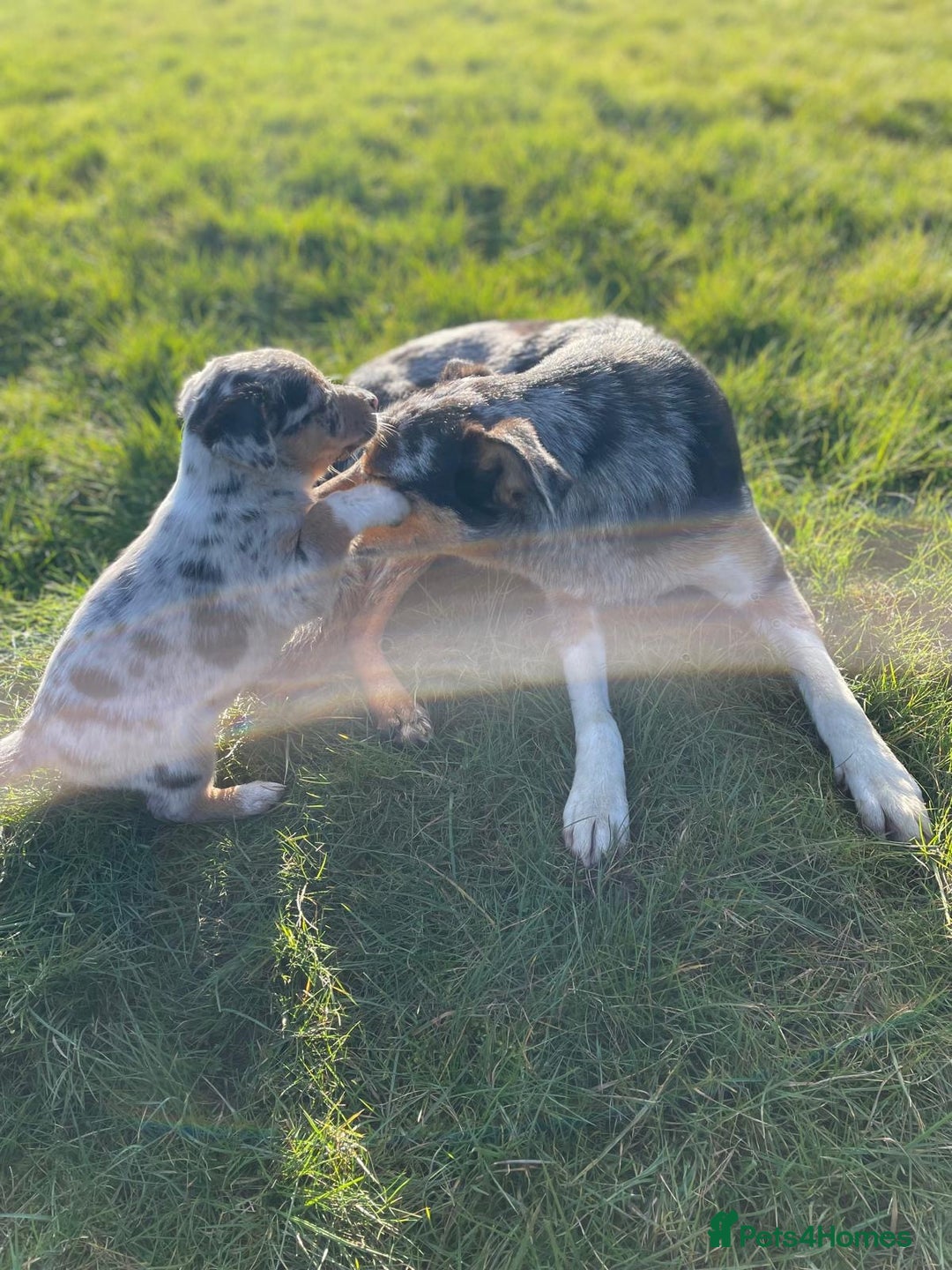 Border Collie dogs for sale: Blue Merle and Tri colour pups - Image 8