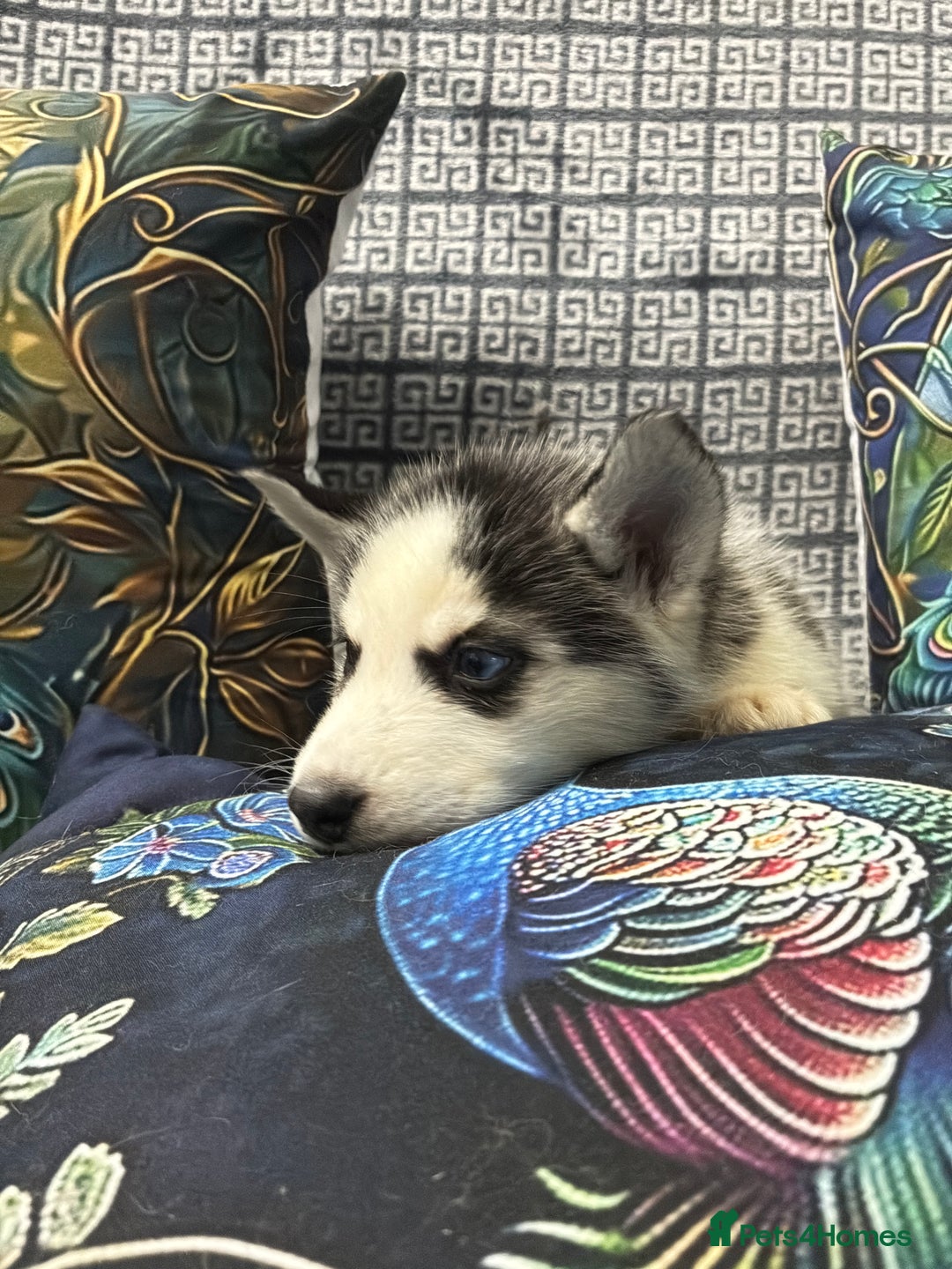 Siberian Husky dogs for sale: Pure Siberian huskies  - Advert 3