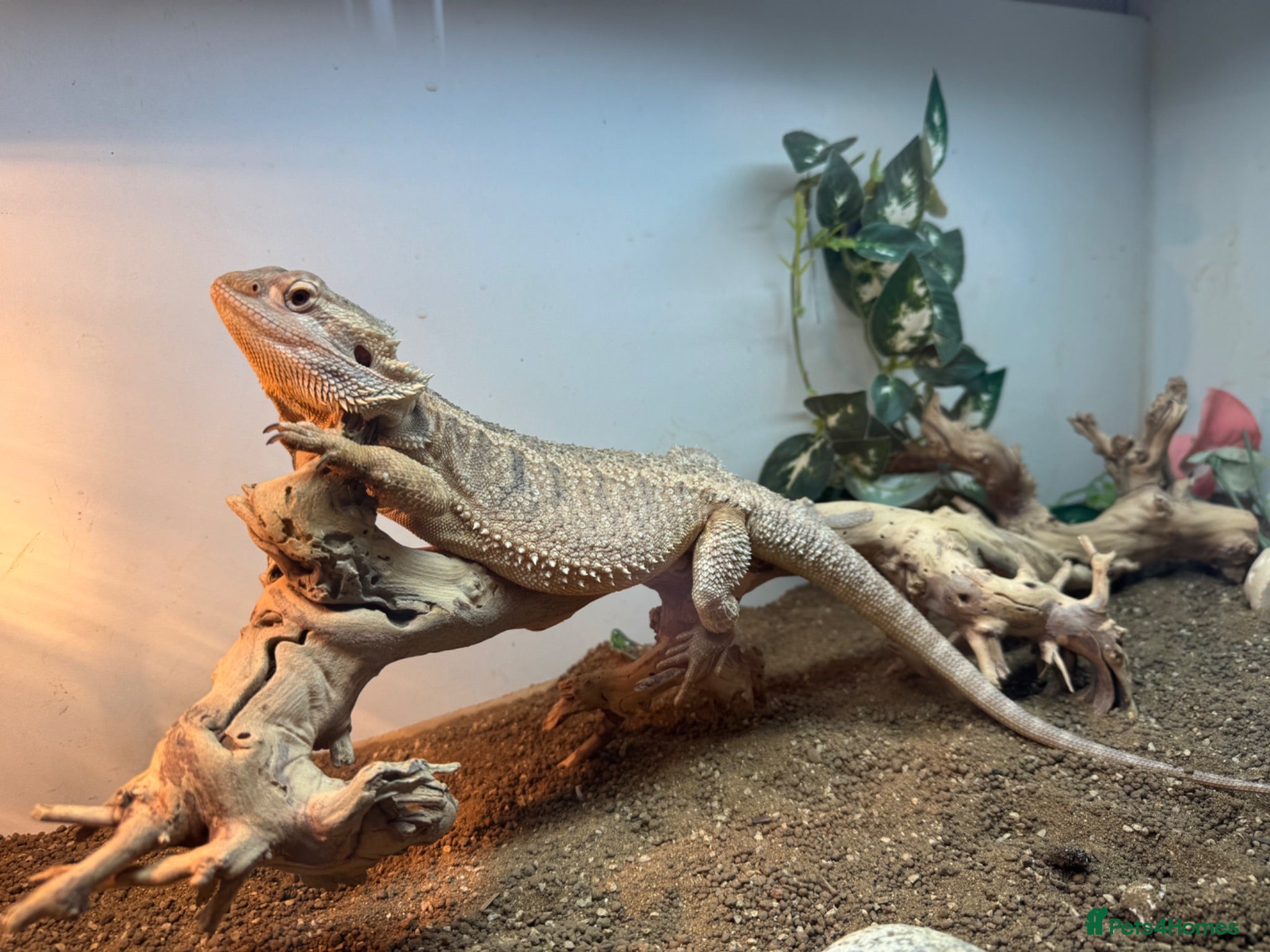 Lizard reptiles Red beared dragon  - Advert 1