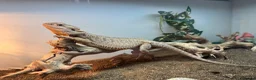 Lizard reptiles for sale: Red beared dragon  in Waltham Abbey - Advert 1
