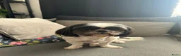 Shih Tzu dogs for sale: Male shih tuz in Whitby - Advert 3