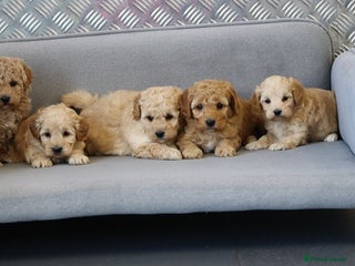 Cavapoochon dogs Cavapoochon puppies for sale - Advert 8