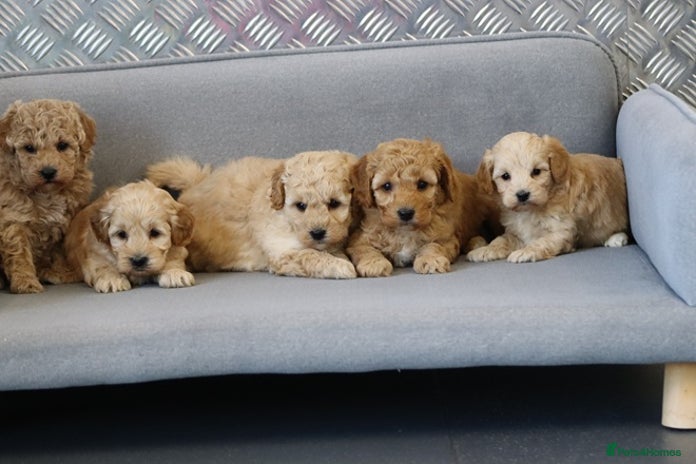 Cavapoochon dogs Cavapoochon puppies for sale - Advert 2