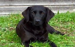 Labrador Retriever dogs for sale: 8 Fox Red/Black Working Labradors - Image 10