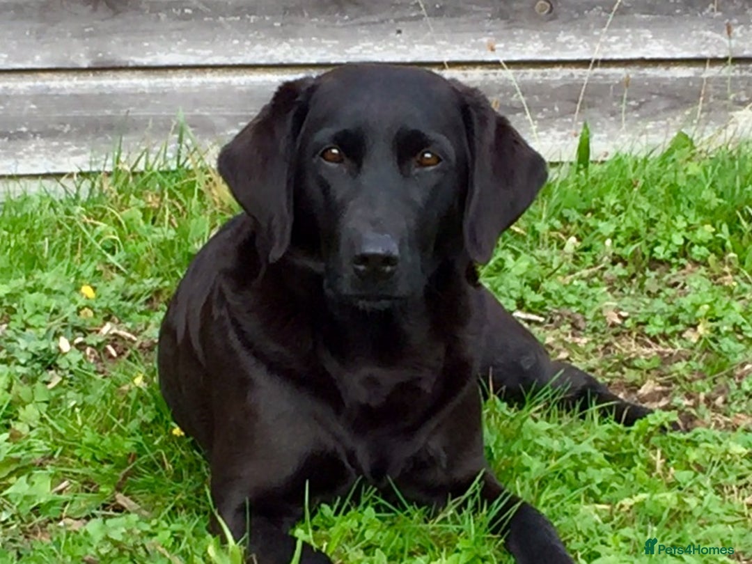 Labrador Retriever dogs for sale: 8 Fox Red/Black Working Labradors - Image 10