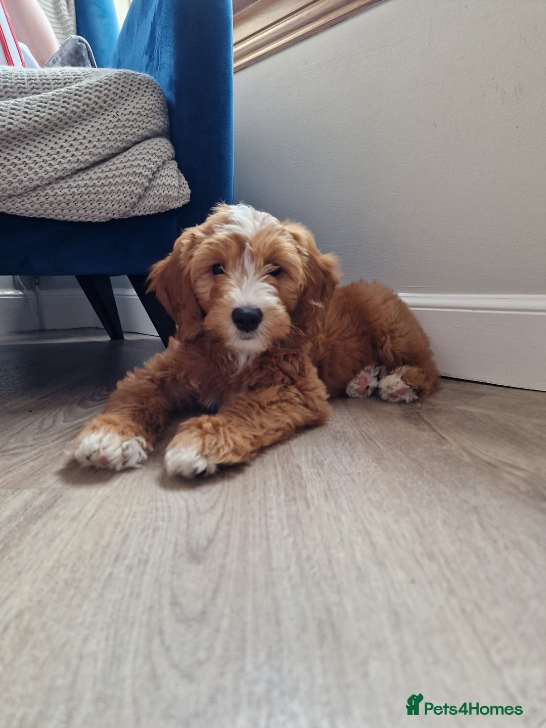Miniature Poodle dogs for stud: Miniature poodle for stud. - Image 6