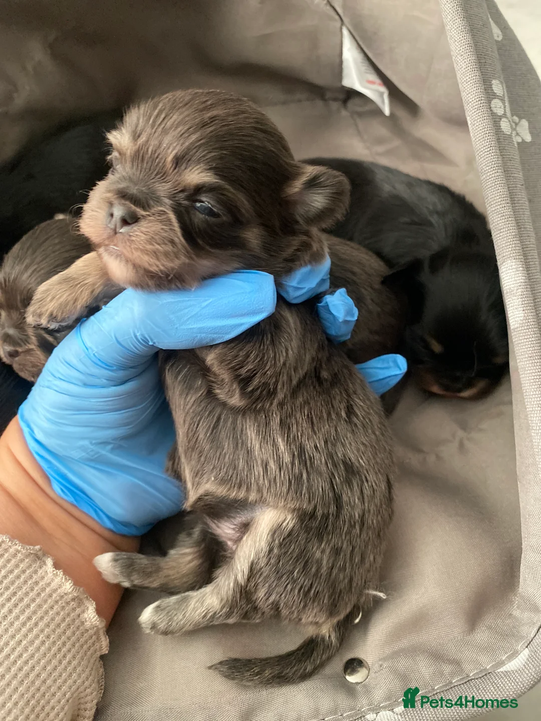 Mixed Breed dogs for sale: Adorable Tini malchi puppies  - Advert 21