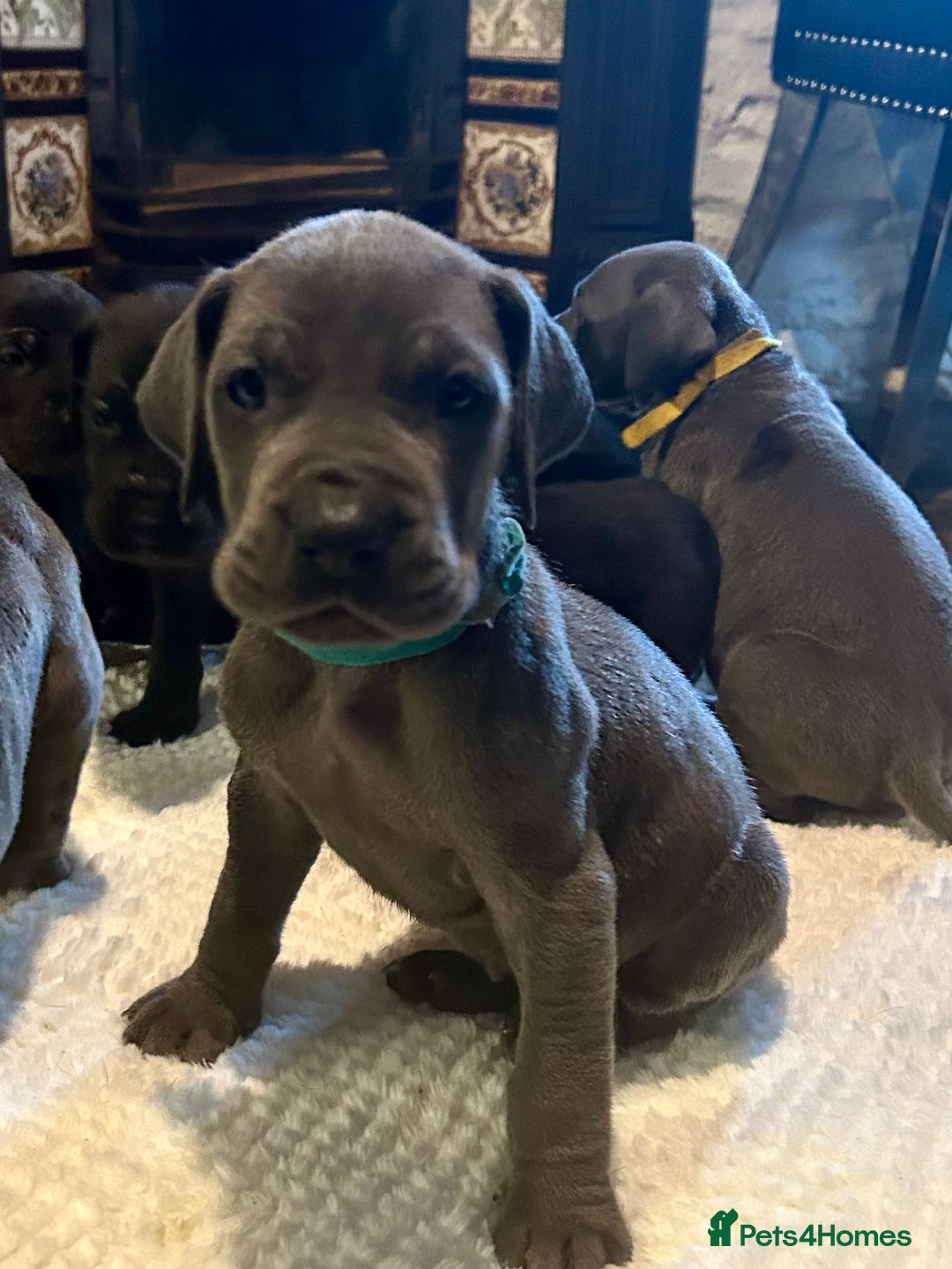 Great Dane dogs for sale: Stunning Great Dane Puppies  - Advert 8