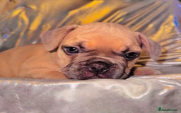French Bulldog dogs for sale: French Bulldogs  - Image 5