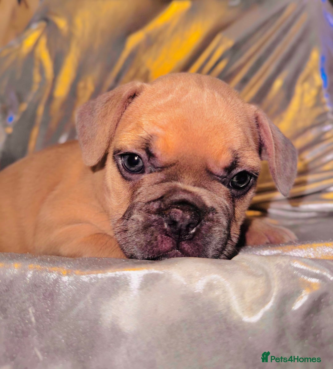 French Bulldog dogs for sale: French Bulldogs  - Image 5