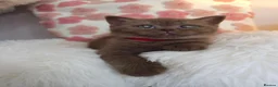 British Shorthair cats for sale: 🍫Chocolate and 💜 Lilac Kittens Waitlist  - Advert 32