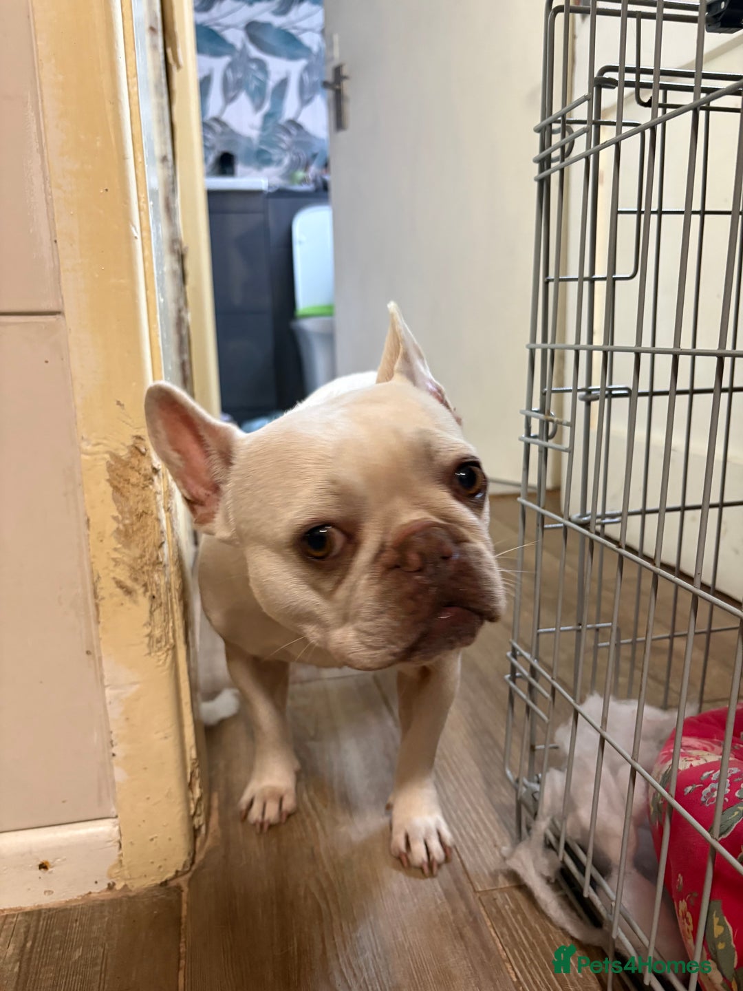 French Bulldog dogs for sale: Purebred French Bulldog – 2 Years Old (Female) - Image 9