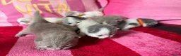 British Shorthair cats for sale: Champion Line British Shorthair Kittens 😻🥇🏆🐾 - Advert 30
