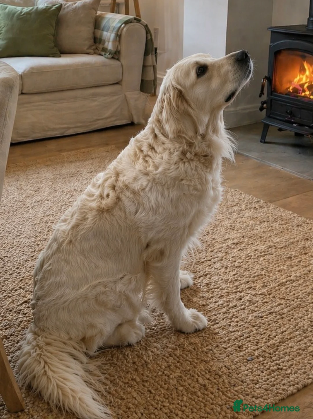 Golden Retriever dogs for sale: Heavy Coated Chunky Puppies - Advert 1