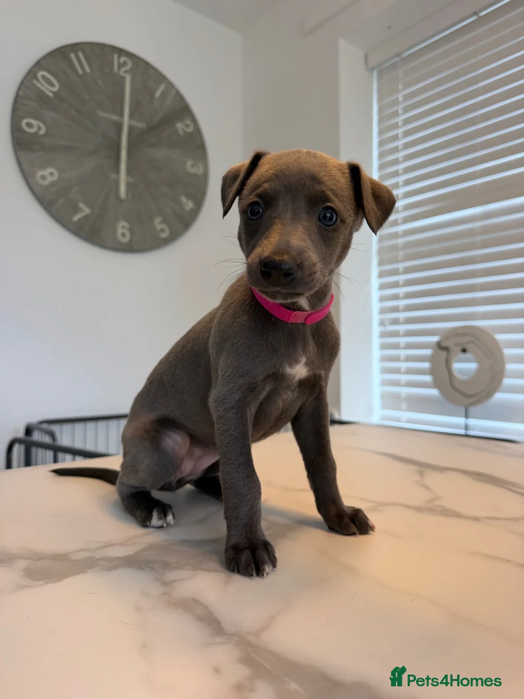 Whippet dogs for sale: KC Whippet Puppies  in Chesterfield - Advert 2