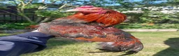 Chickens poultry for sale: 🌟Imported egg Aseel Rooster🌟 - Advert 4