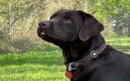 Labrador Retriever dogs for stud: Proven KC Reg Labrador health tested stud in Olney - Image 2