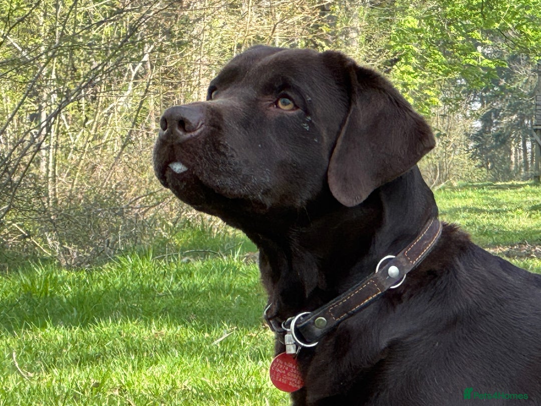 Labrador Retriever dogs for stud: Proven KC Reg Labrador health tested stud in Olney - Image 2