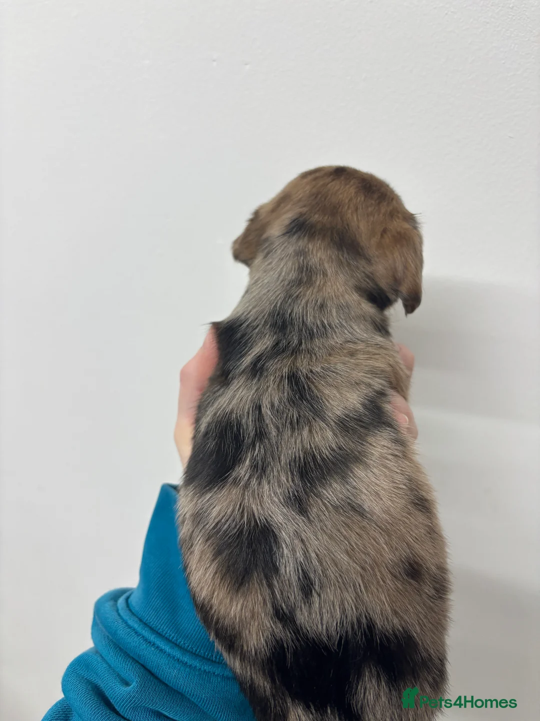 Jackshund dogs for sale:  miniature dachshund x jack Russel puppies  - Advert 7