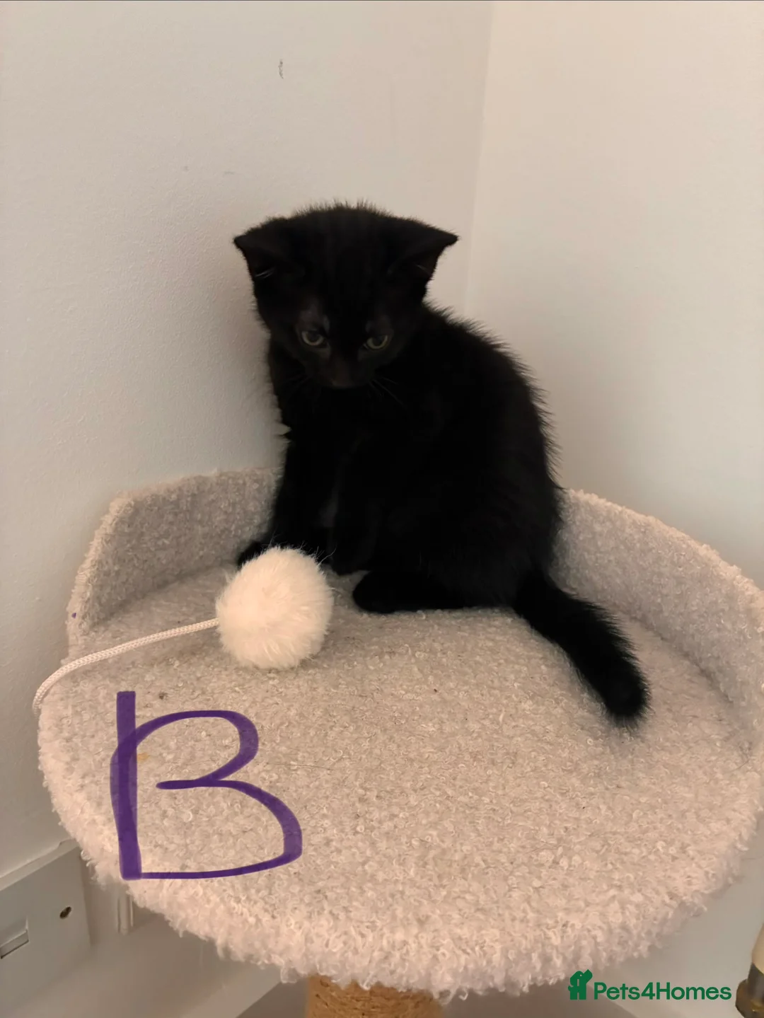 Mixed Breed cats for sale:  **   in Swindon - Advert 4