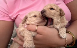 Miniature Poodle dogs for sale: Miniature poodles  - Image 3